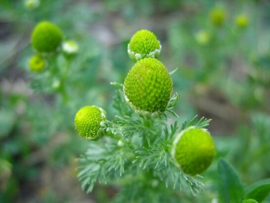 camomilla per il trattamento dell'artrosi del ginocchio